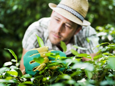 Professional garden waste removal and tidying in Hernehill